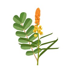 Vector illustration, leaves and flowers of candle bush or senna alata isolated on white background, herbal medicinal plant. - obrazy, fototapety, plakaty