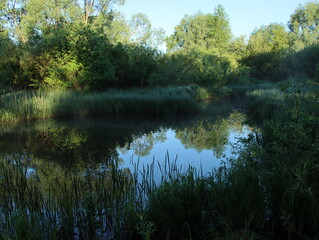 Photo of the river and plants on its banks during a walk in the early summer morning