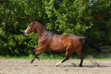 Thoroughbrd race horse run and play in ranch meadow