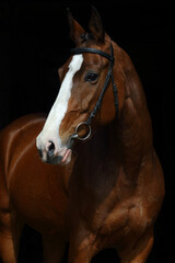 Young race sports horse portrait in dark stable 