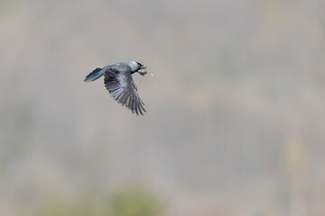 A western jackdaw (Coloeus monedula) flying with nest material.