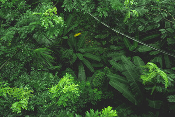 Earth Day eco concept with tropical forest nature scene background, natural forestation preservation scene with canopy tree in the wild jungle, concept on sustainability and environmental renewable