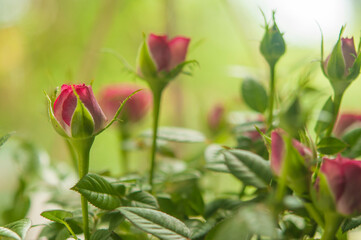 A blossoming bud of a red rose on a gray background. Flowers in pots. Small depth of field.