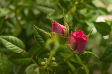 A blossoming bud of a red rose on a gray background. Flowers in pots. Small depth of field.