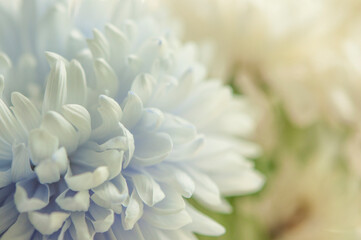 macro white chrysanthemum. floral background with petal texture.