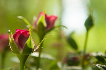 A blossoming bud of a red rose on a gray background. Flowers in pots. Small depth of field.
