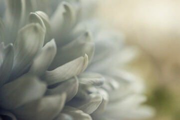 macro white chrysanthemum. floral background with petal texture.