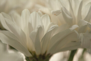 Fototapeta na wymiar macro white chrysanthemum. floral background with petal texture.