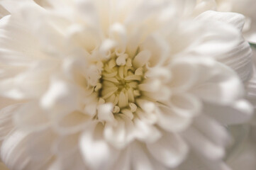 Obraz premium macro white chrysanthemum. floral background with petal texture.