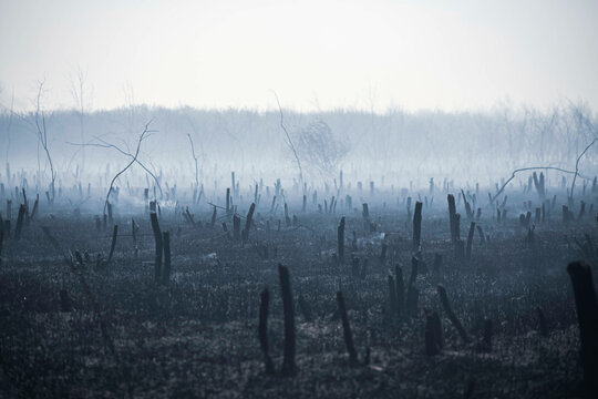 a raging fire in the garden, the remains of burnt fruit trees in the smoke. Front and back background blurred with bokeh effect