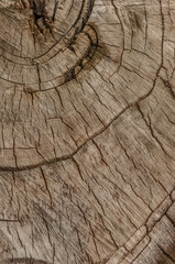 Fototapeta premium texture background tree cut annual rings