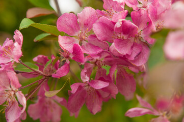 apple flowers on green leaves background. Spring blooming fruit trees. Springtime, blossom orchard.