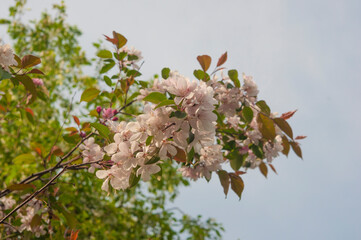 apple flowers on green leaves background. Spring blooming fruit trees. Springtime, blossom orchard.