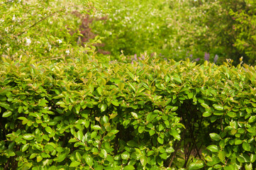 apple flowers on green leaves background. Spring blooming fruit trees. Springtime, blossom orchard.