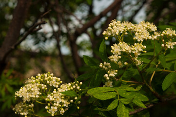 Blooming white rowan flowers on a green background
