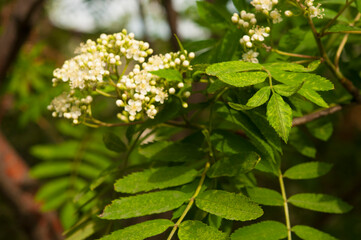 Blooming white rowan flowers on a green background
