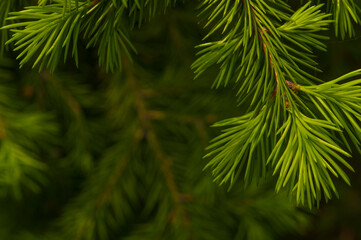 Young shoots of a Christmas tree. A branch of a Christmas tree with soft green young needles