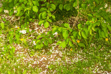 apple flowers on green leaves background. Spring blooming fruit trees. Springtime, blossom orchard.