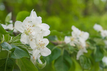 apple flowers on green leaves background. Spring blooming fruit trees. Springtime, blossom orchard.