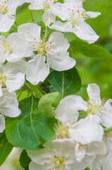 apple flowers on green leaves background. Spring blooming fruit trees. Springtime, blossom orchard.