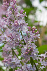 Big lilac branch bloom. Bright blooms of spring lilacs bush. Spring blue lilac flowers close-up on blurred background.
