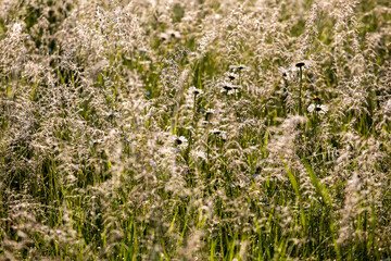 field grass tops, chamomiles with cobwebs and dew drops against the sun. bottom view