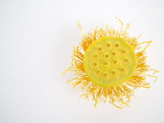 Yellow lotus pollen on a white background. concept of extract. closeup photo, blurred.