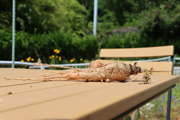 Carrot on a Table in the Garden