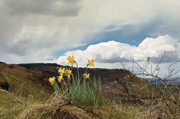 Mountain Daffodils 