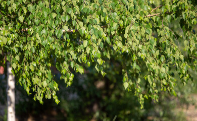 Green plants in spring on a blurred background of nature.