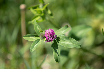 Green plants in spring on a blurred background of nature.