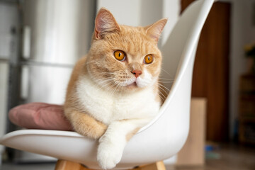 Piękny kot brytyjski patrzy brązowymi oczami prosto w kamerę. - obrazy, fototapety, plakaty