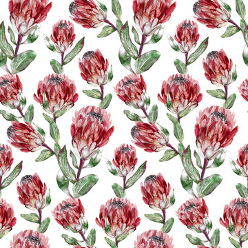 Seamless watercolor pattern with vertical protea flowers on white background for textile and surface design