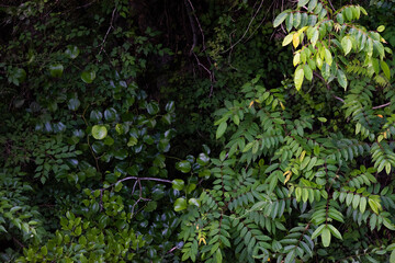 The leaves of the trees growing thick, seen from above 4
