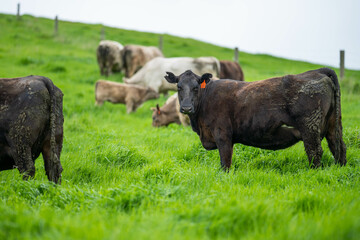 beautiful cattle in Australia  eating grass, grazing on pasture. Herd of cows free range beef being regenerative raised on an agricultural farm. Sustainable farming 