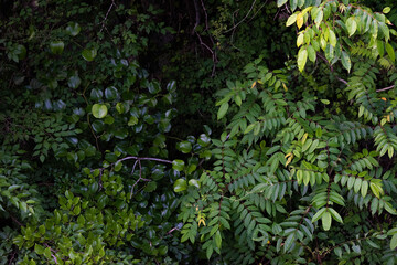 The leaves of the trees growing thick, seen from above 5