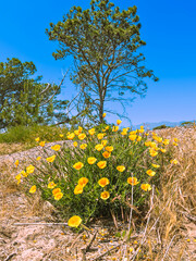 Vibrant orange Caifornia Poppies blooming on an ocean bluff on a sunny spring day