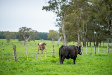 beautiful cattle in Australia  eating grass, grazing on pasture. Herd of cows free range beef being regenerative raised on an agricultural farm. Sustainable farming 