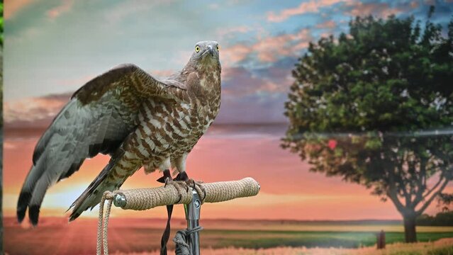 Bird hawk or eagle trying to take off, sitting on a perch against an artificial background