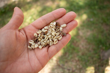 Palm inflorescences on the palm of the hand. Fresh white flowers and dried brown flowers. Palm tree floral detail.