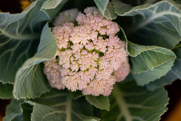 Developing cauliflower. Cauliflower crop with white inflorescences surrounded by intensely colored leaves. Close up, detail of the Brassica oleracea plant.