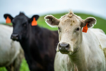 Stud Angus, wagyu, Murray grey, Dairy and beef Cows and Bulls grazing on grass and pasture in a field. The animals are organic and free range, being grown on an agricultural farm in Australia.