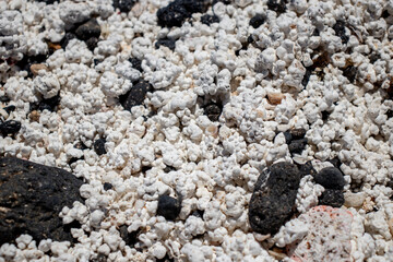 Detail of the ground of the popcorn beach in Fuerteventura. Fossilized rhodoliths washed ashore by the sea. Coastal ecosystem on the Canary Island of Fuerteventura.