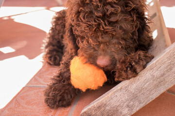 Spanish water dog puppy biting an orange tennis ball. Dog with brown, curly and very dense fur. Pet entertainment, games and toys concept.