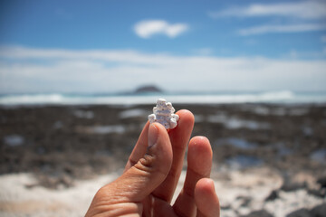 Detail of a white rhodolith that resembles popcorn. Dead red algae that forms the famous popcorn beach of Fuerteventura. Fossil between the fingers.