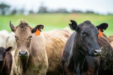 Stud Angus, wagyu, Murray grey, Dairy and beef Cows and Bulls grazing on grass and pasture in a field. The animals are organic and free range, being grown on an agricultural farm in Australia.