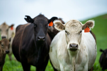 Stud Angus, wagyu, Murray grey, Dairy and beef Cows and Bulls grazing on grass and pasture in a field. The animals are organic and free range, being grown on an agricultural farm in Australia.