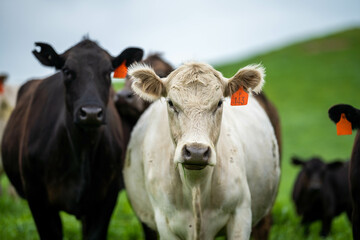 Stud Angus, wagyu, Murray grey, Dairy and beef Cows and Bulls grazing on grass and pasture in a field. The animals are organic and free range, being grown on an agricultural farm in Australia.