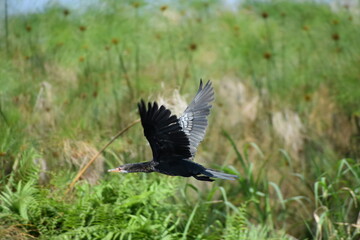 winged blackbird