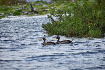 Yellow-billed ducks in the water